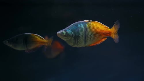 Fish Blue Neon or Ordinary Neon in the Aquarium