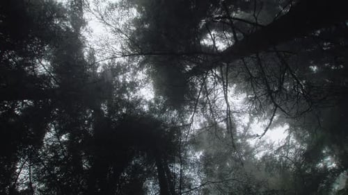 Forest Mist - 2K