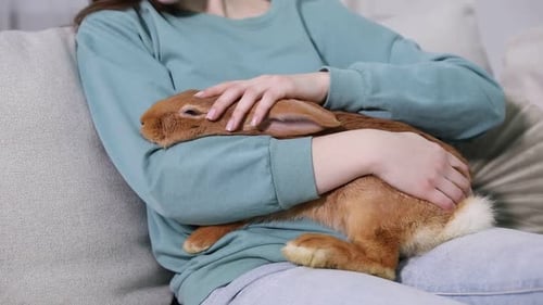 Woman Cradling a Brown Rabbit Indoors on Couch