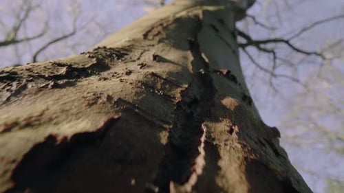 Close Up of tree bark looking up a giant tree against the blue sky. Deciduous forest in winter autum