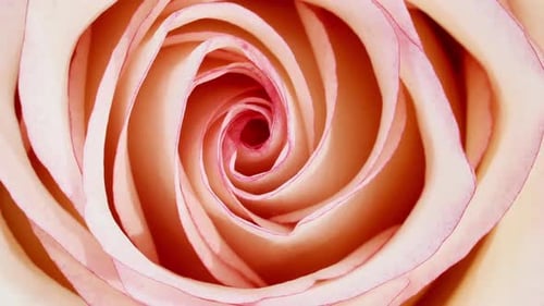 Colorful Flower Close-Ups: Roses and Ranunculus
