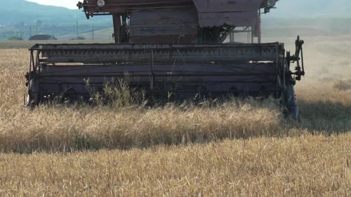Combine Harvester Cutting Wheat in Sunny Field