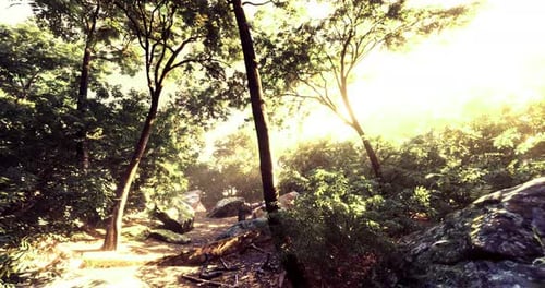 Sunlight Filters Through Trees in a Serene Forest Landscape