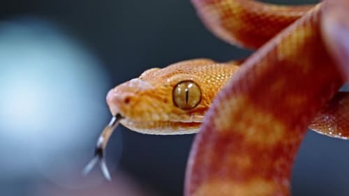 Close-up of snake with orange scales and tongue flicking in soft ambient light