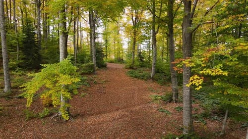 Fascinating Autumn Forest