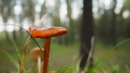Orange Mushroom Growing in Forest, Close Up