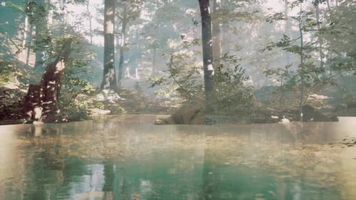 Pond in a Forest with Fog