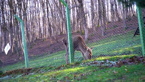 Deer Eating Grass in a Forest Field