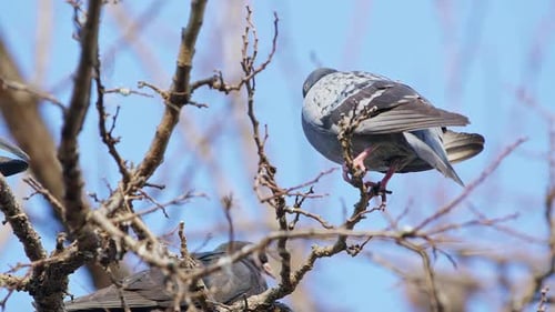 Tier Vogel Tauben Tauben auf Baum 22