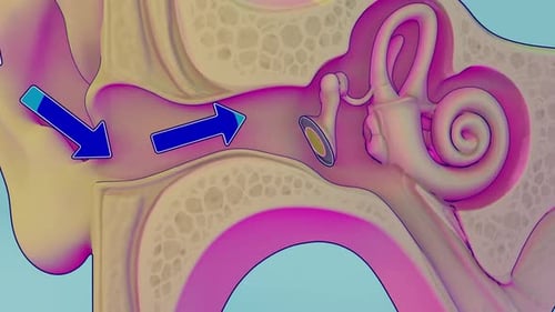 3D Human Ear Anatomy Animation Illustrating Sound Perception Process