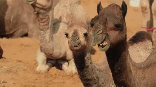 Kamele auf der Pushkar-Messe, auch Pushkar-Kamelmesse genannt, oder vor Ort, da Kartik Mela ein