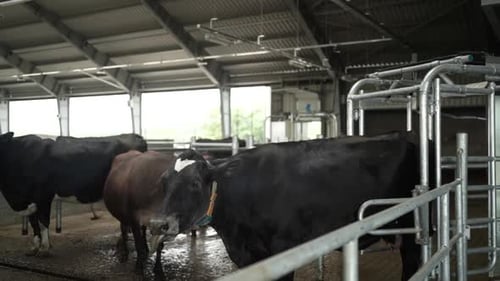 Cows on a diary farm eating. Cattle of cows