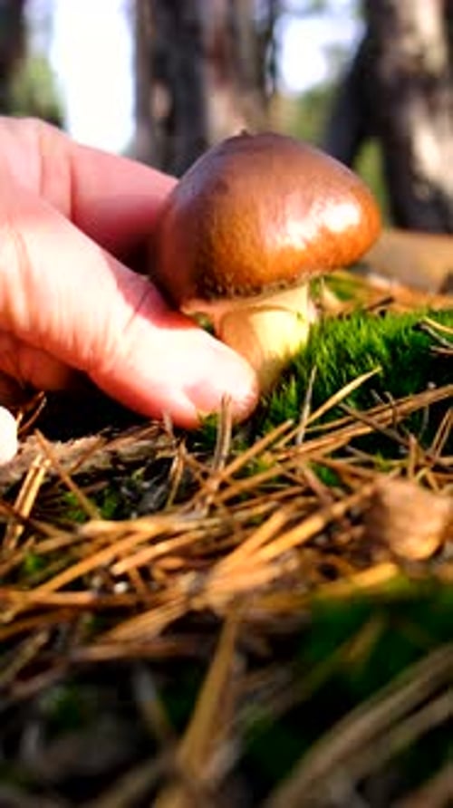 Mushroom Picking in the Forest Selective Focus