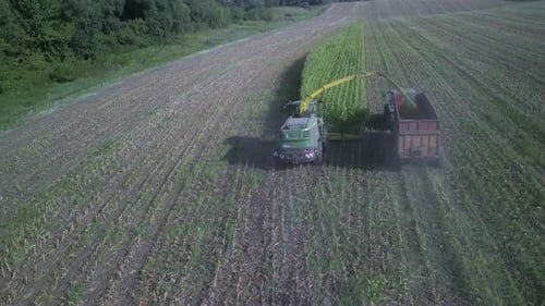 Corn Silage Harvesting with Forage Harvester on Field