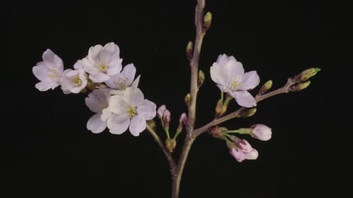 Floraison de cerisiers en fleurs, timelapse en studio