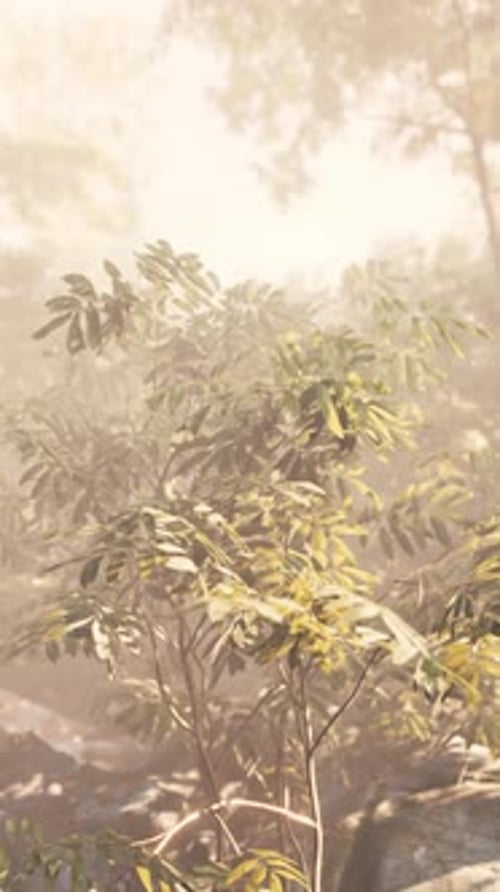 Sunlit Tropical Forest With Trees and Rocks