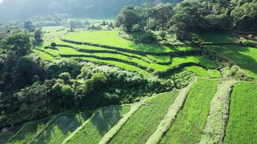 Luftaufnahme von terrassenförmig angelegten Reisfeldern, Indonesien.