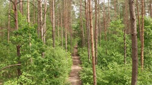 Aerial Drone Shot Flying Backward Along the Road in the Mixed Forest on a Summer Sunny Day Camera