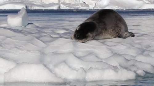 Seal Resting on an Iceberg in Antarctica