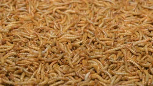 Mealworms Backggounds Top View