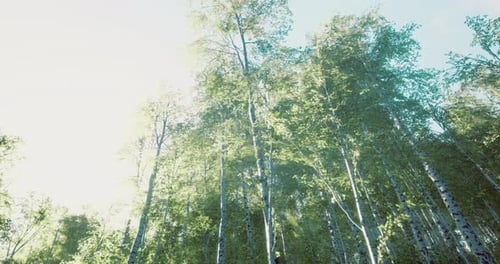 Lush Green Forest with Sunlight Filtering Through Tall Trees on a Bright Day