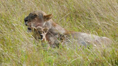 Lioness and Cubs Hide and Rest in Tall Grasses of Maasai Mara Kenya.