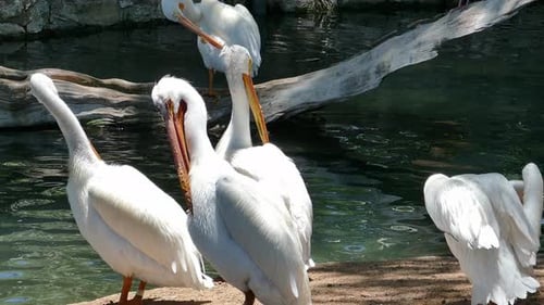 Pelicans preening their feathers camera pulling back to reveal more of the birds