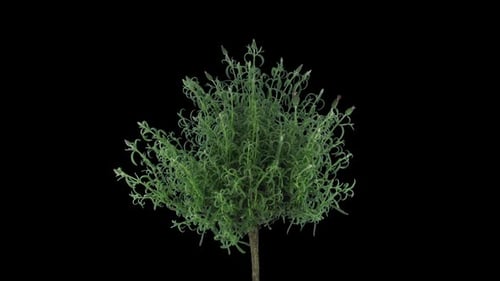 Time lapse of growing lavender tree with ALPHA channel