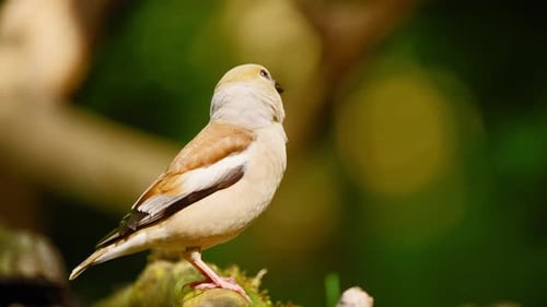 Hawfinch in forest of Friesland Netherlands beautiful sideview of bird launching off branch into fli