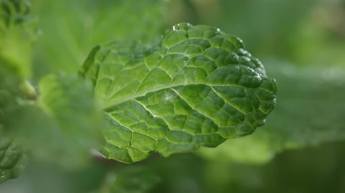 Ein Wassertropfen tropft in Zeitlupe auf ein grünes Blatt mit grüner Minze, Flüssigkeit fällt auf ein Minzblatt in