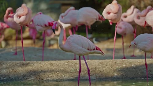 Close Up of a Bright Colorful Red American Flamingo This Close Up Video Shows a Detailed View