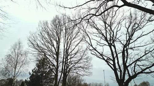 Árboles sin hojas bordean la carretera asfaltada bajo un cielo nublado
