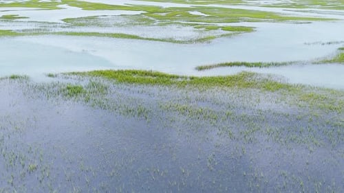 Swampy Wetland with Patches of Water and Green Vegetation Drone Video