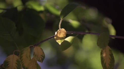 Tree Branch with Green Leaves Swaying Gently