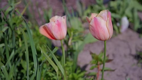 Close-Up of Tulips Blowing in Wind with Blurred Background
