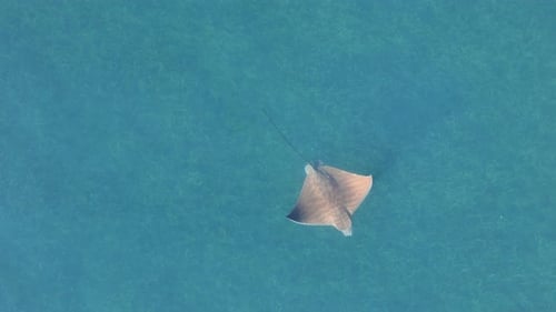 Spotted Eagle Ray Swimming in Turquoise Water