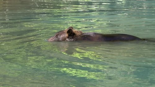 Brown bear swimming in calm river looks for spawning salmon underwater