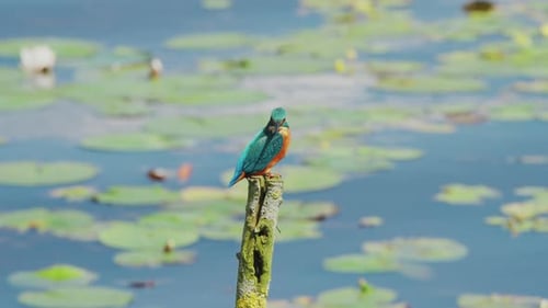 Vue au ralenti du martin-pêcheur en Frise, aux Pays-Bas, perché au-dessus d'un étang avec des nénuphars en arrière-plan