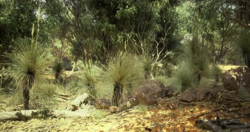 Australian Outback Bushland Landscape with Native Grass Trees