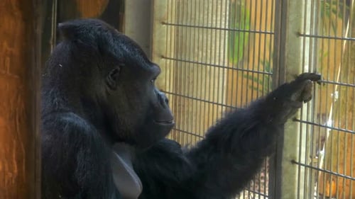 Tristesse captive : un gorille regarde à travers les barreaux