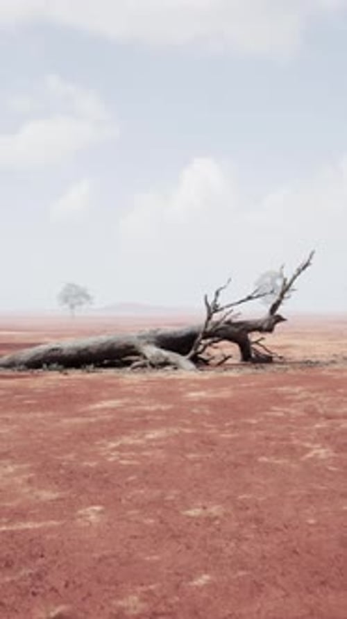 A Barren Desert Landscape with a Lone Dead Tree Standing Tall