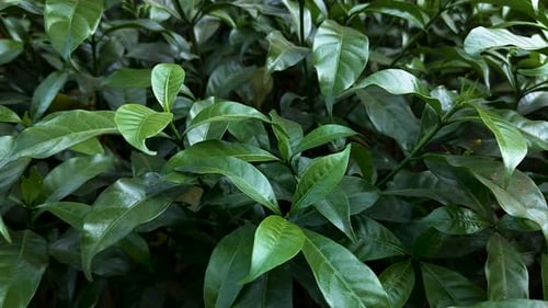 Fresh green garden leaves close up with natural light background