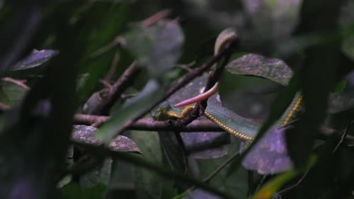 Slithering Green Jararaca Pit Viper poisonous snake in tropical South American rainforest jungle