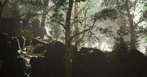 Sunlight Filtering Through Trees in a Misty Forest During Early Morning Hours