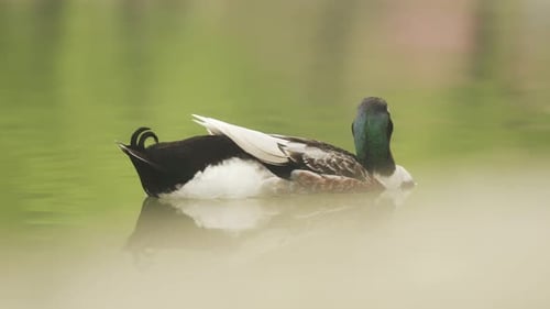 Teleaufnahme einer Ente im Wasser