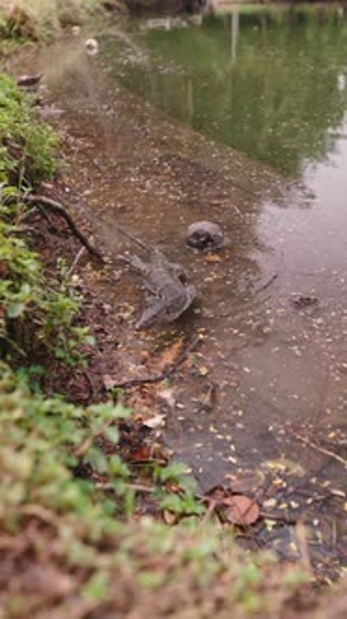 Grand lézard entrant dans un étang trouble en climat tropical