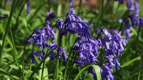 Bluebells, Hyacinthoides non-scripta, flowering in early Spring. England. UK