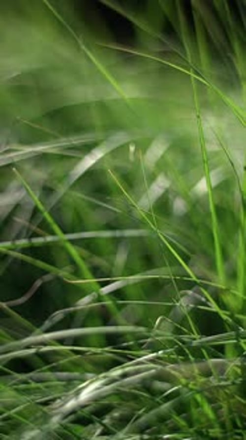 Une photographie rapprochée de brins d'herbe d'un vert luxuriant capturés avec une technique de mise au point douce