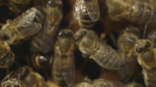 Bees Working on Honeycomb Structure Close Up