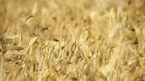 Vast Yellow Wheat Field Abundant Crop Agriculture Rural Landscape Golden Wheat Expanse Organic